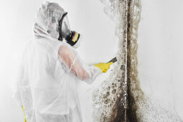 Environmental Consulting for Mold Prevention in Pineville, NC