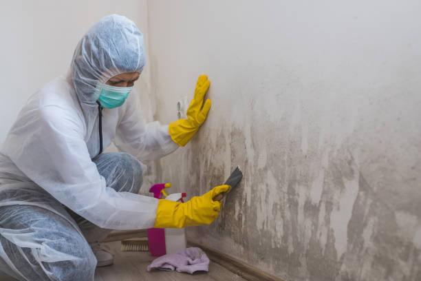 Why You Should Choose Our Mold Remediation Services in Pineville, NC