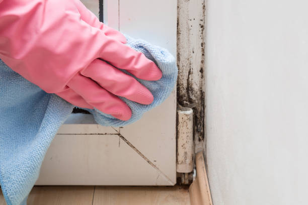 Reliable Pineville, NC Mold Prevention & Removal  Solutions